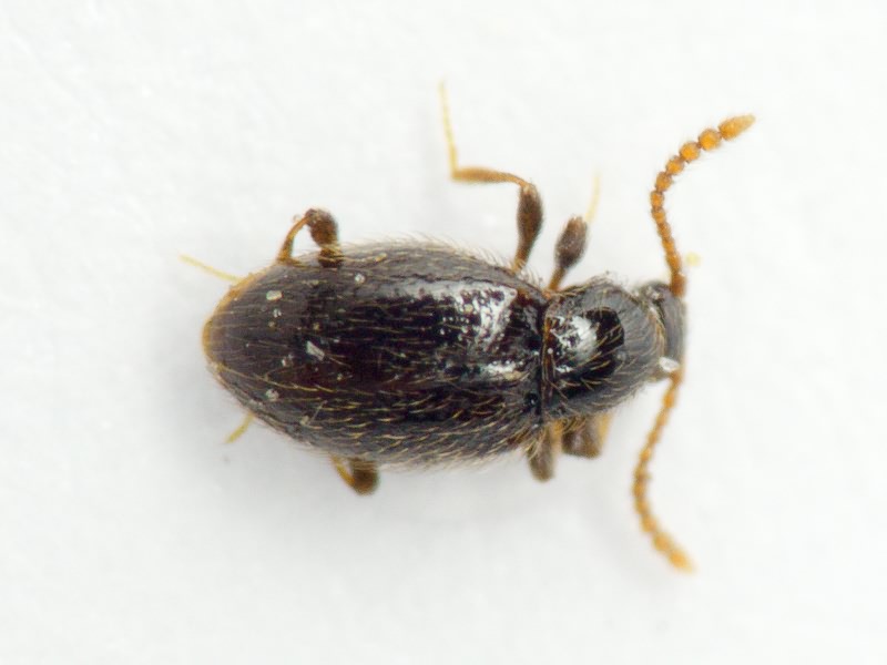 Scydmaenidae Leach, 1815